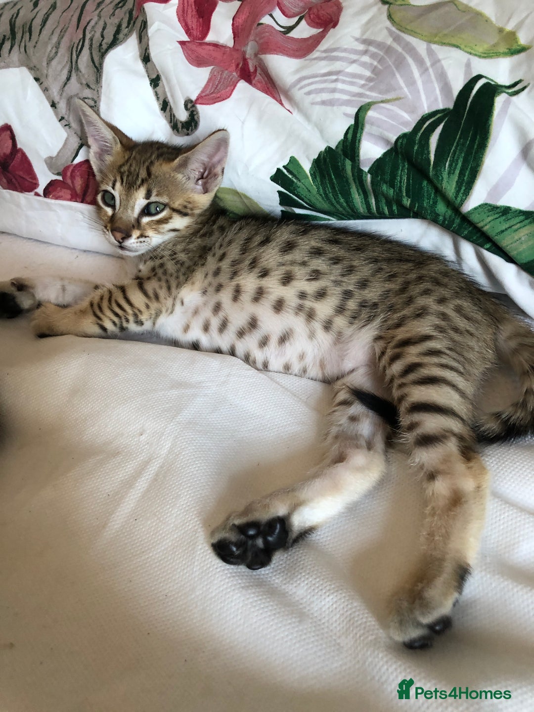 Savannah cats for sale: Beautiful full pedigree savannah kittens  - Image 34