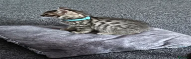 Bengal 1