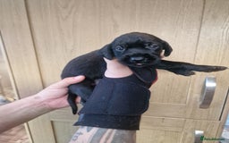 Mixed Breed dogs for sale: Hungarian Visla x German Pointer Pups - Image 3