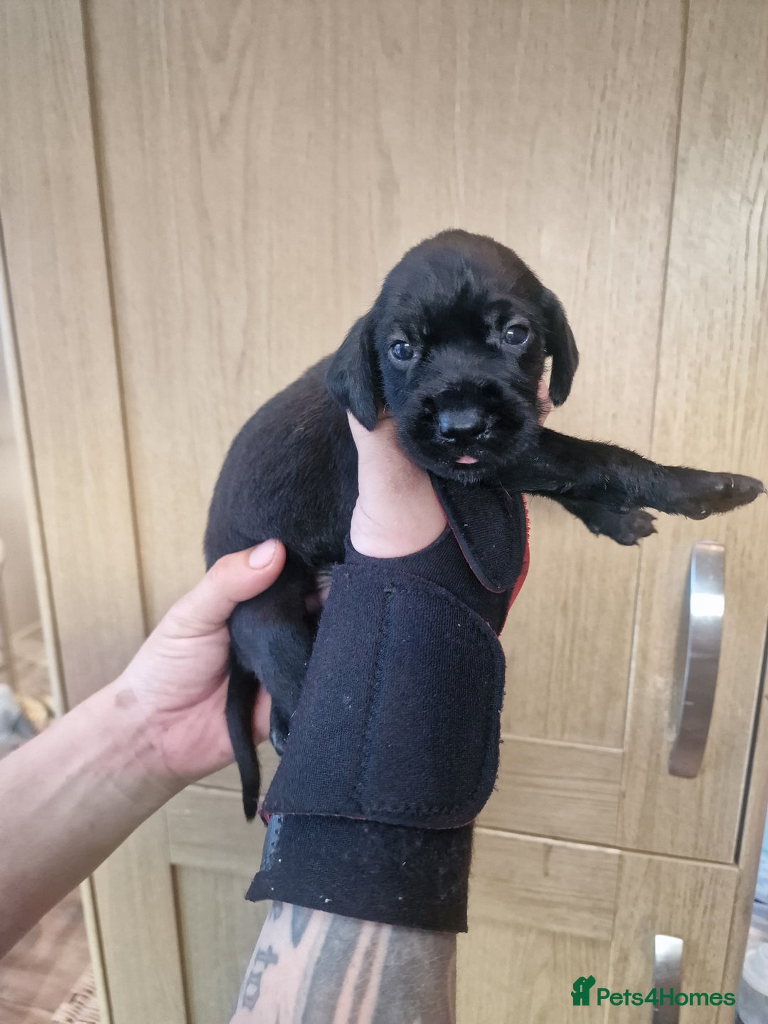 Mixed Breed dogs for sale: Hungarian Visla x German Pointer Pups - Image 3