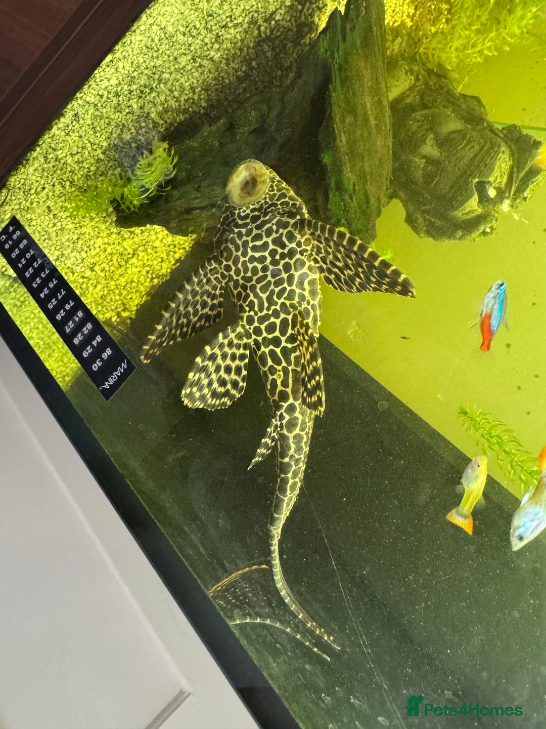 Plecos fish for sale: Sailfin pleco - Advert 6