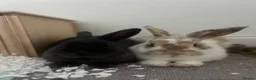 Mixed Breed rabbits for sale: 2 sweet natured and well bonded male rabbits in Torquay - Advert 4