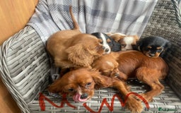 Cavalier King Charles Spaniel dogs for sale: Cavalier King Charles pups - Image 11