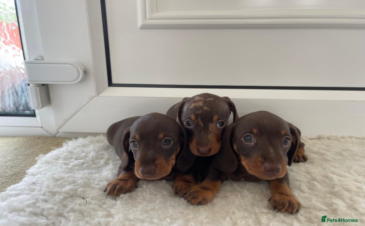 Miniature Dachshund dogs - Advert 1