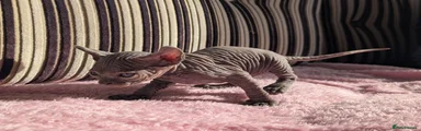 Sphynx Kitten 3