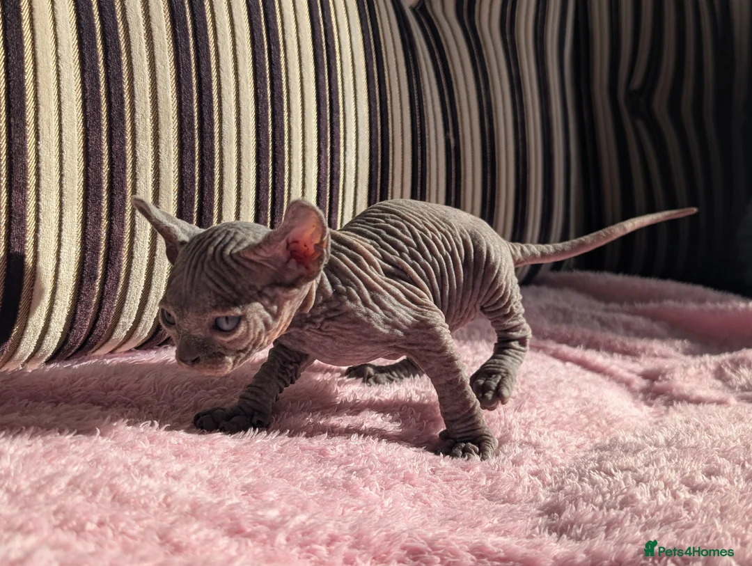 Sphynx cats for sale: Ready for reservation  - Advert 40