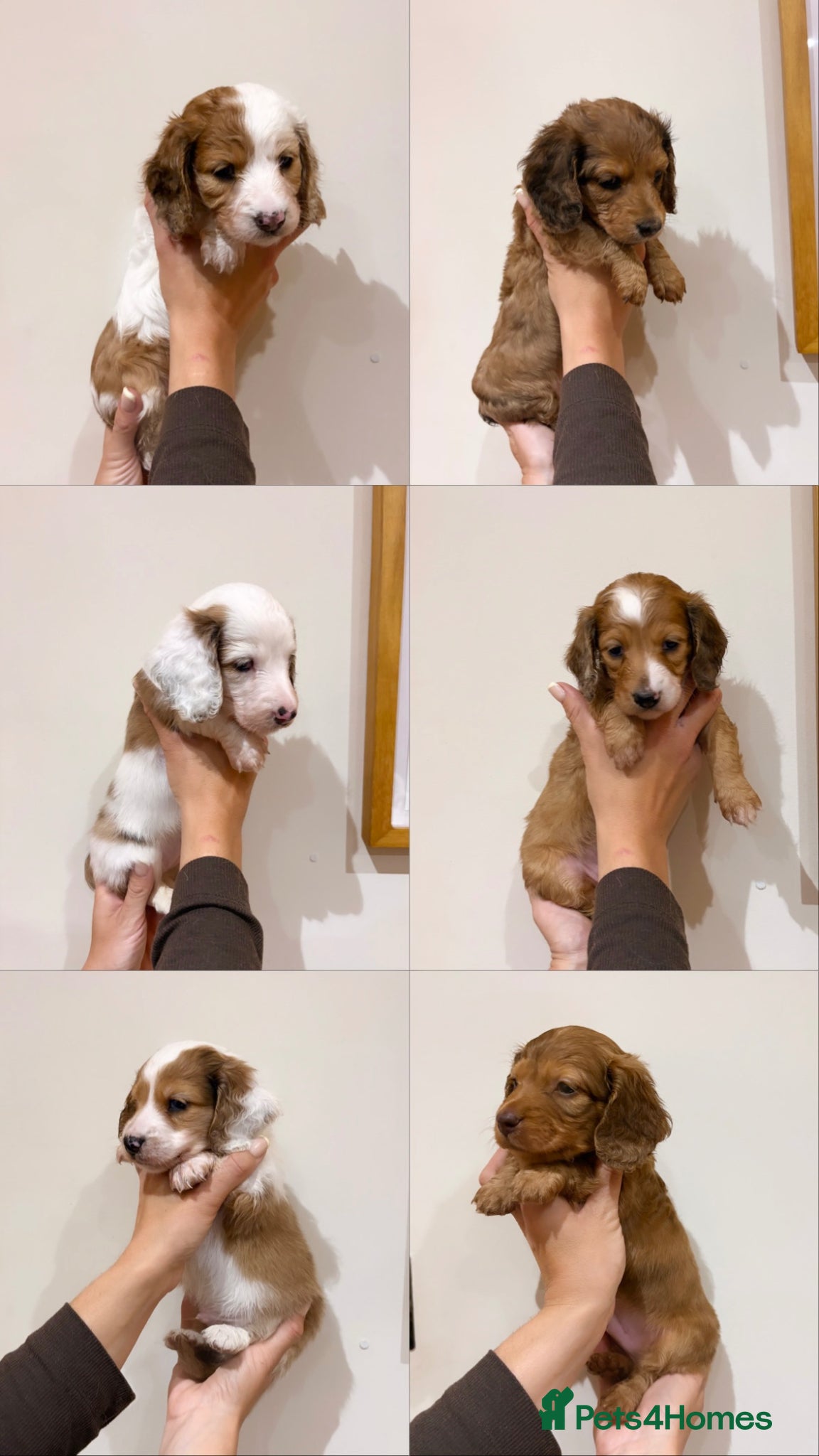 Dachshund dogs Long Haired Dachshund 🐾  - Advert 5