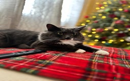 Mixed Breed cats for sale: 2 boys ready for new home - Image 7