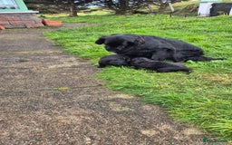 Flat coated Retriever dogs for sale: Flat coat retriever  - Image 5