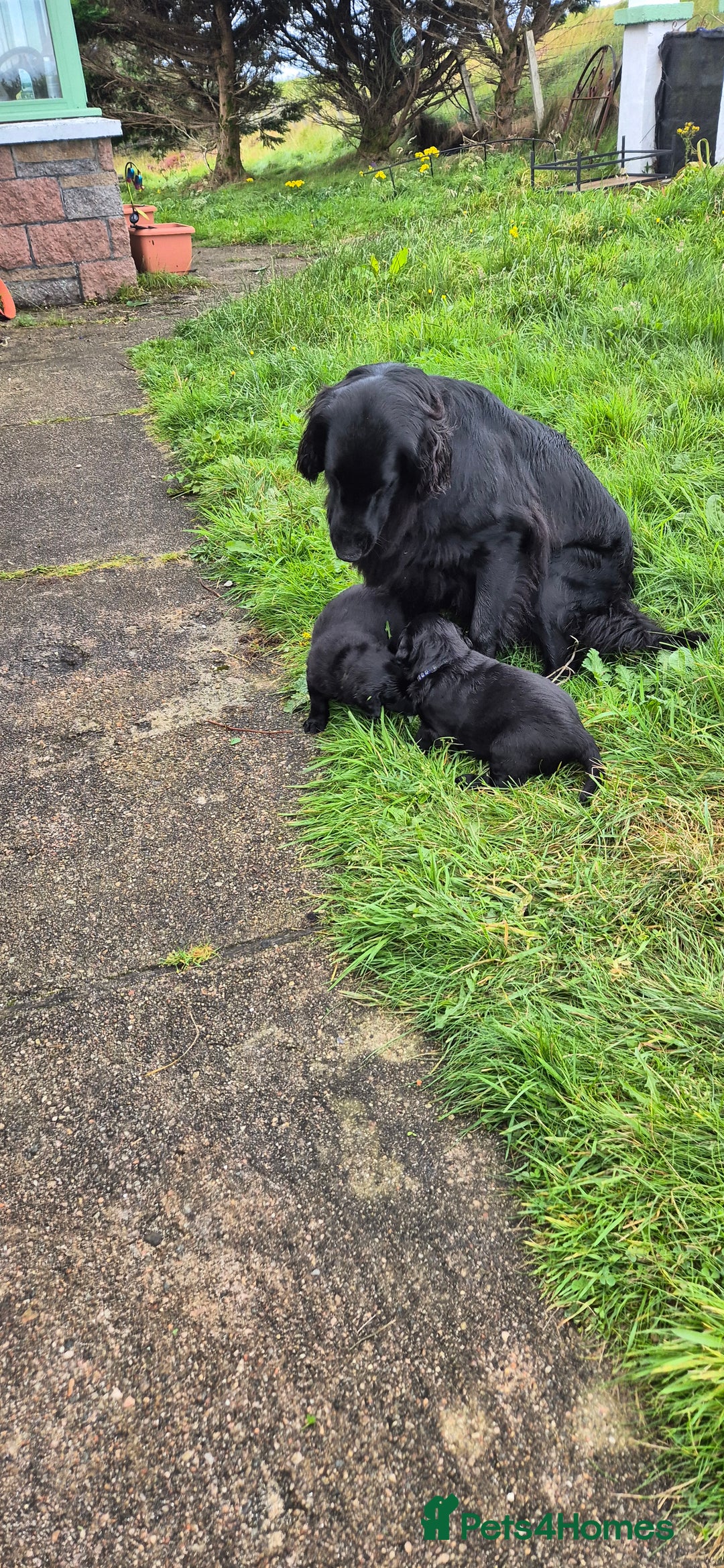 Flat coated Retriever dogs for sale: Flat coat retriever  - Image 5