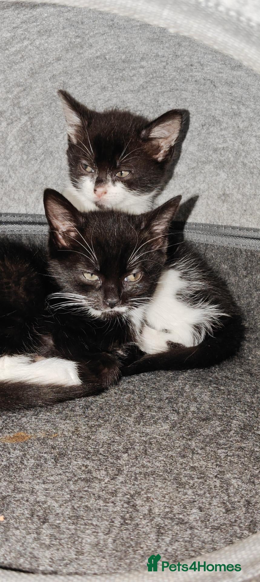 Mixed Breed cats for sale: Two Kitten free - Advert 7