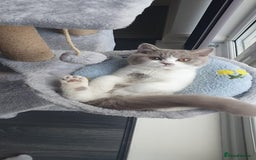 British Shorthair cats for sale:  Two Adorable Male Kittens 😸 ✨ - Image 10