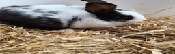 Mixed Breed rabbits for sale: 10 week old bunnies for sale - Advert 9