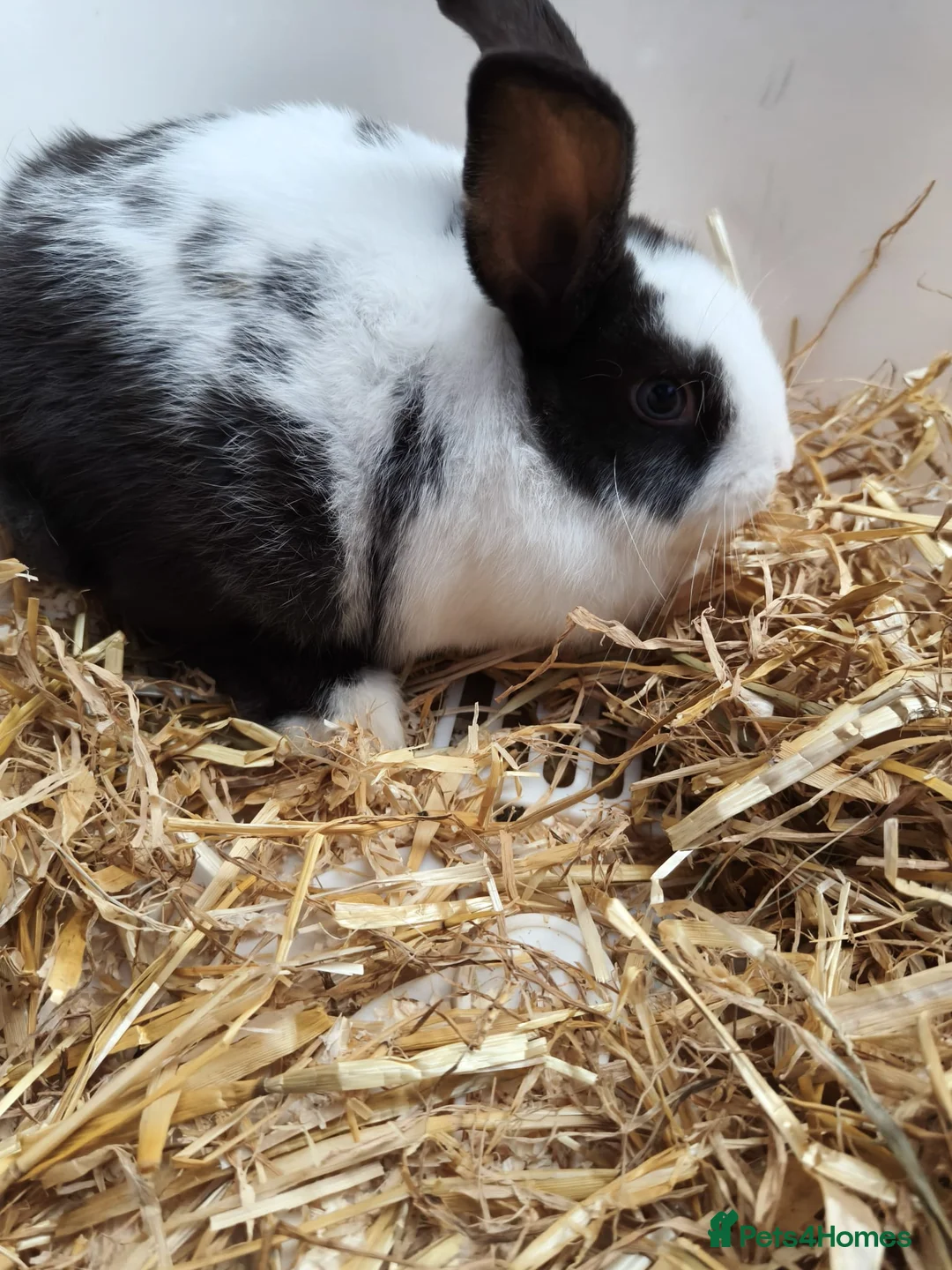 Mixed Breed rabbits for sale: 10 week old bunnies for sale - Advert 9