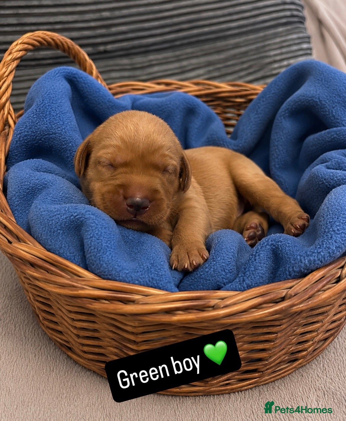 Labrador Retriever dogs Follow your pups journey from birth ❤️ - Advert 2