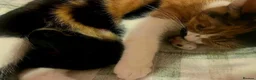 Mixed Breed cats for sale: Kittens for sale in Coventry - Advert 1