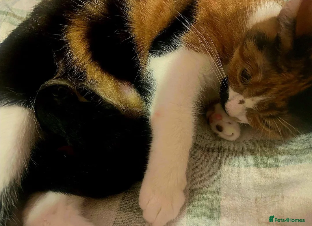 Mixed Breed cats for sale: Kittens for sale in Coventry - Advert 1