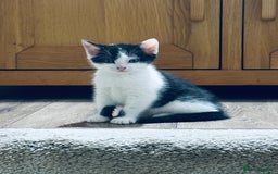 British Shorthair cats for sale: Beautiful kittens  - Image 3