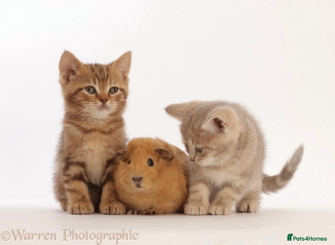 British Shorthair cats for sale: Stunning British shorthair - Image 25