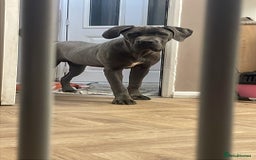 Cane Corso dogs for sale: Boy cane corso - Image 2