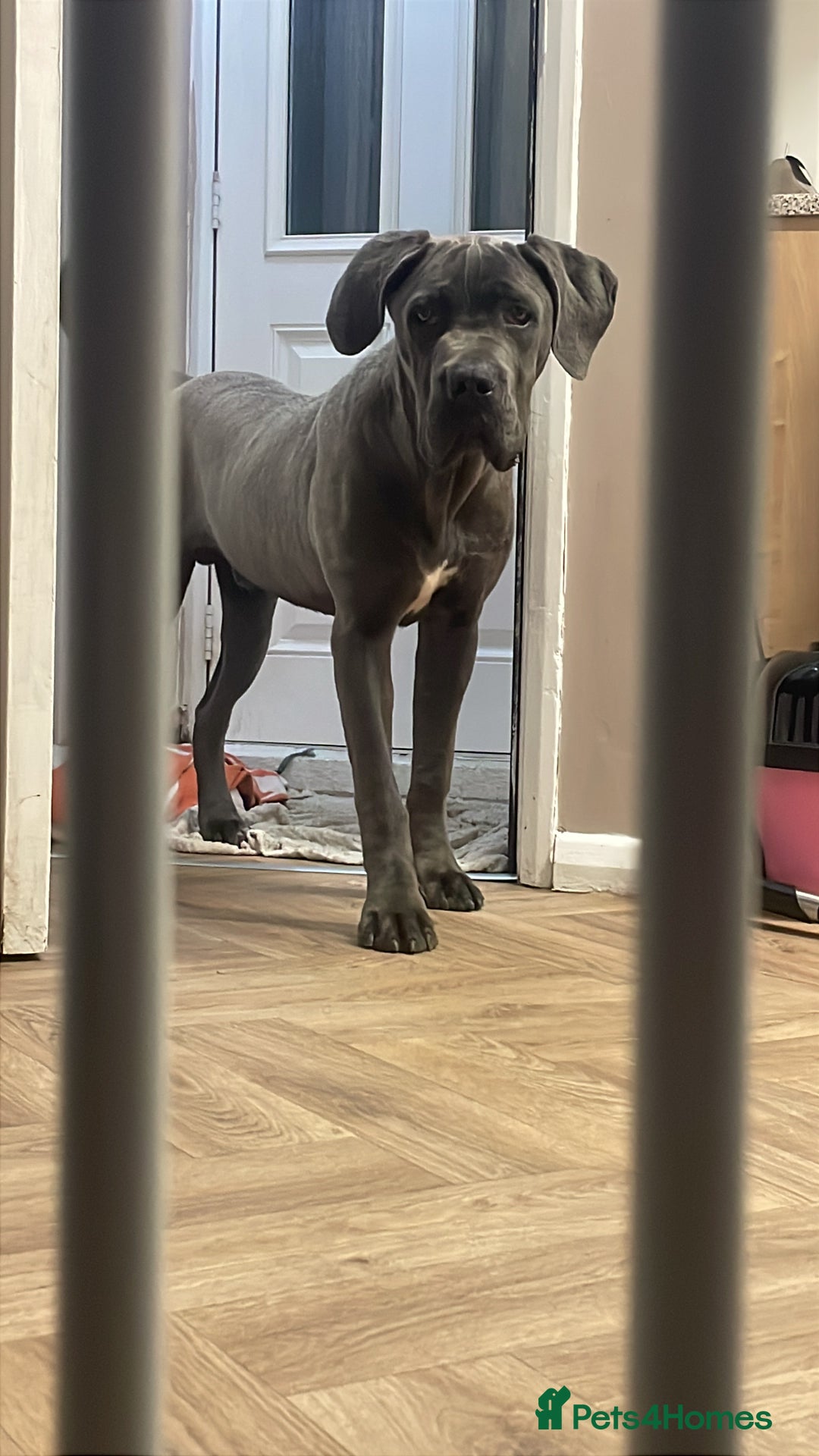 Cane Corso dogs for sale: Boy cane corso - Image 2