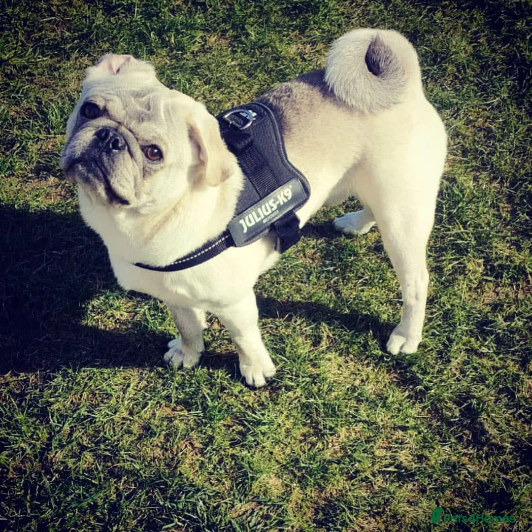 Pug dogs for stud: Pug for stud - Advert 2