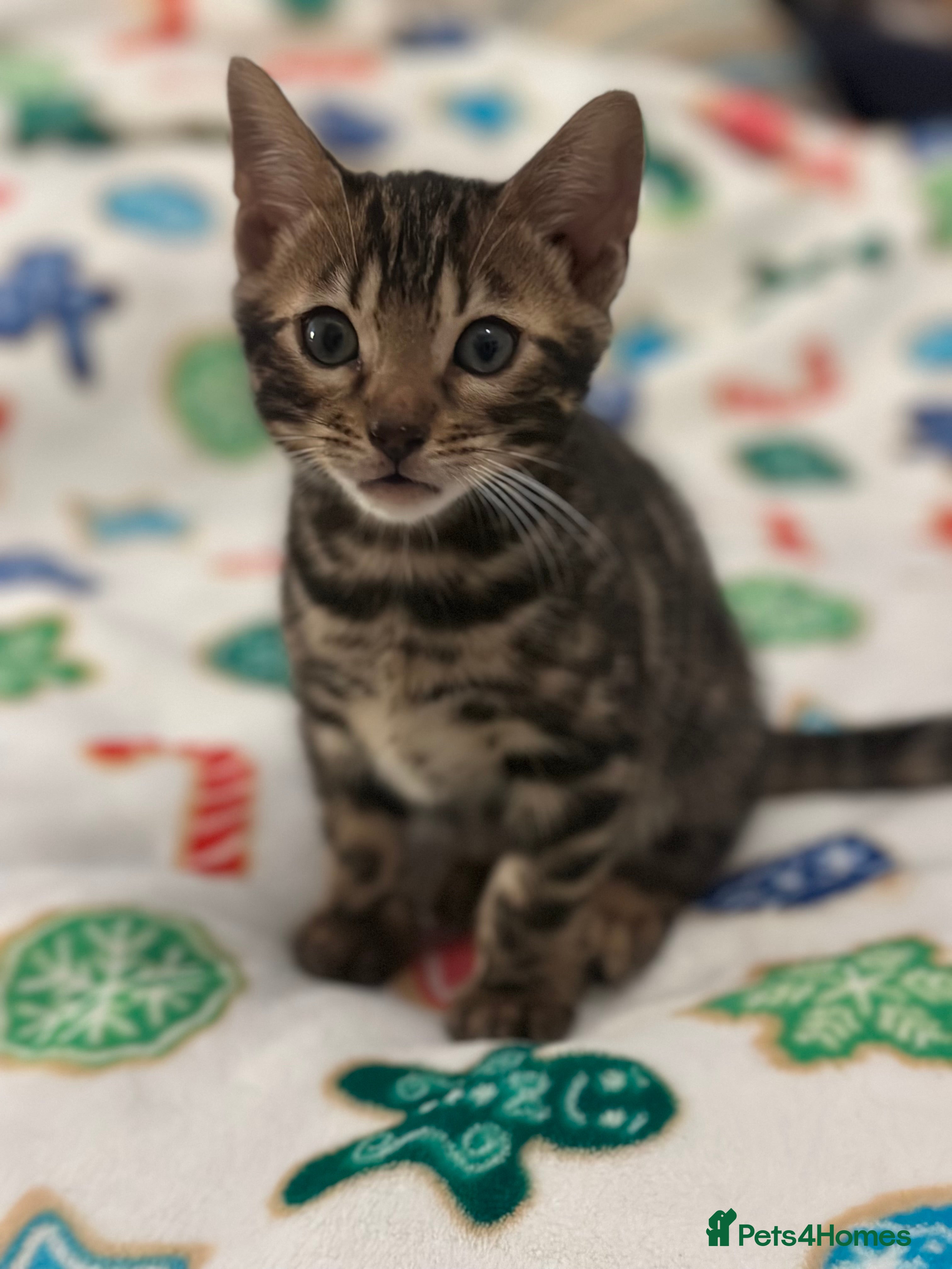 Bengal cats Beautiful Tica Bengal kittens - Advert 5