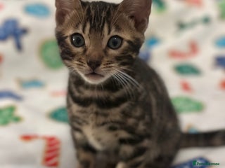 Bengal cats Beautiful Tica Bengal kittens - Advert 1
