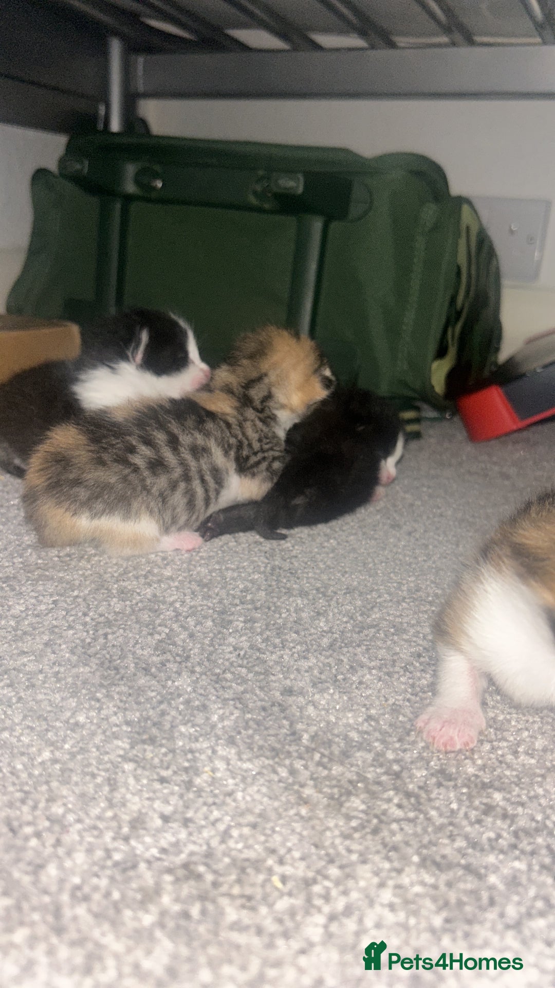 British Shorthair cats for sale: Beautiful kittens  - Image 12