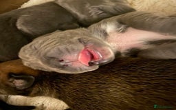 Cane Corso dogs for sale: Cane corsos puppies  - Advert 5