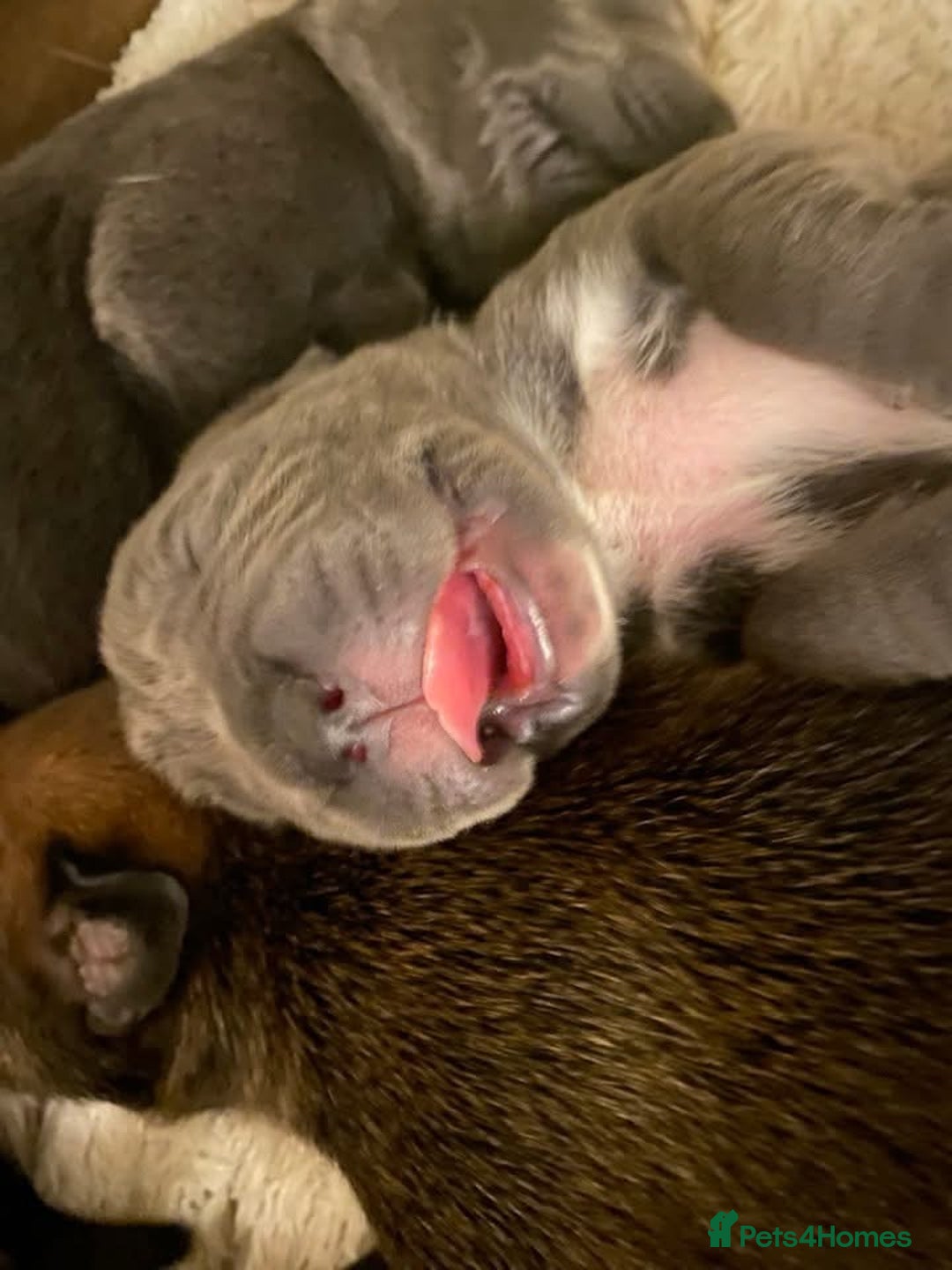 Cane Corso dogs for sale: Cane corsos puppies  - Advert 5