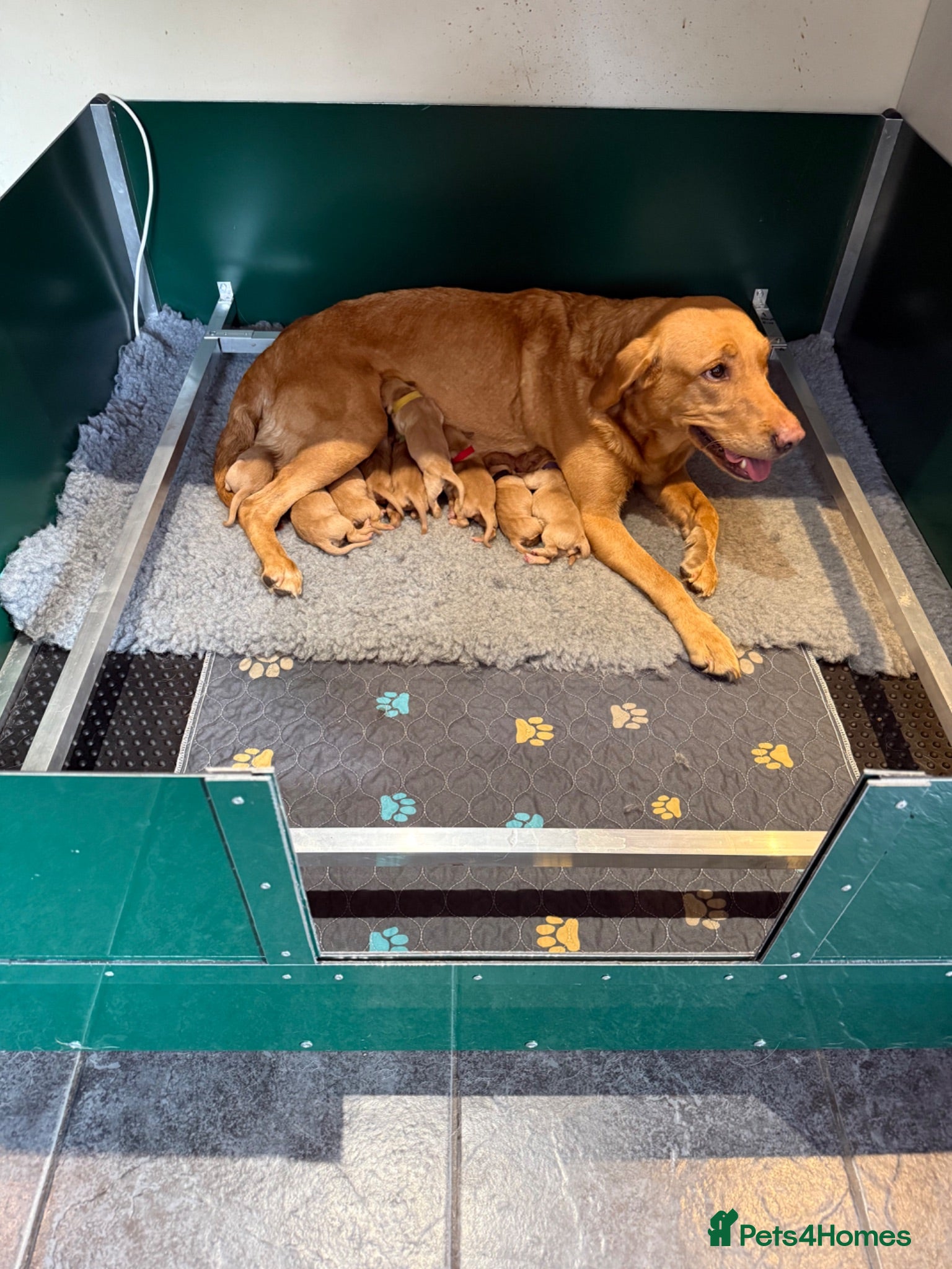 Labrador Retriever dogs Fox Red Labrador puppy’s  - Advert 1