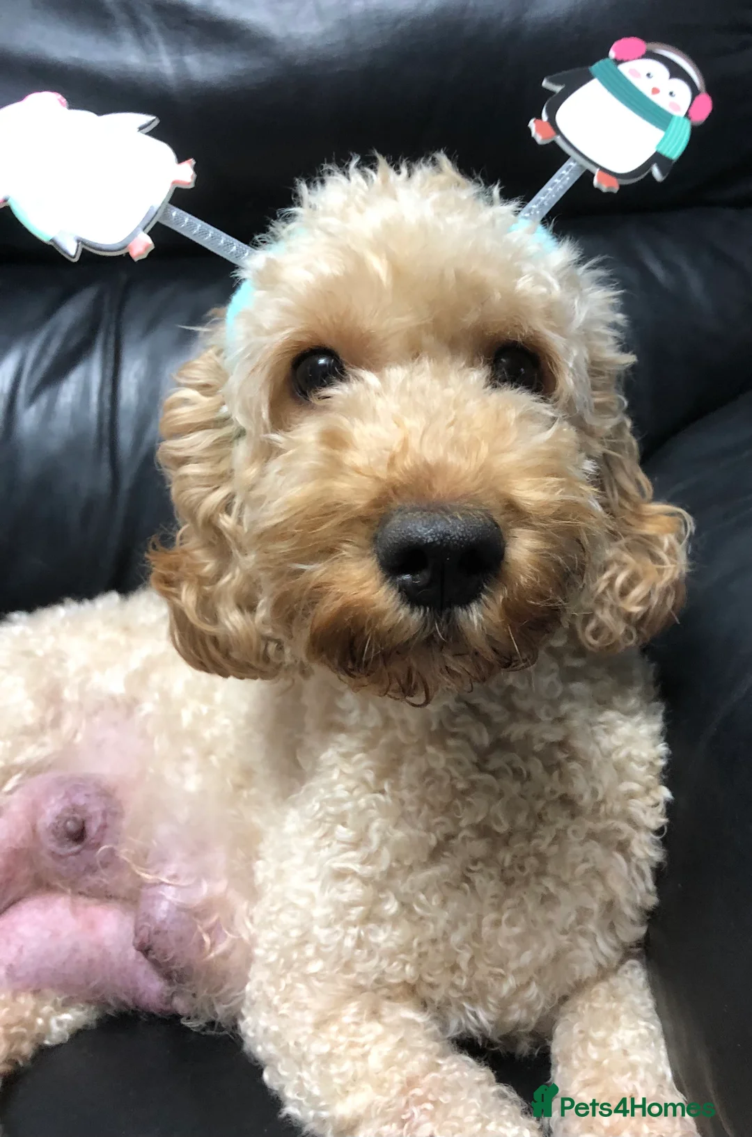 Gallery Image {{count}}