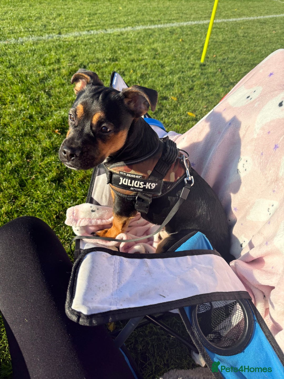 Mixed Breed dogs for sale: Jack x Frenchie  - Advert 3