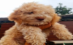 Lagotto Romagnolo dogs for sale: ❗️Ready to go❗️Lagotto - The best breed ever in London - Image 36