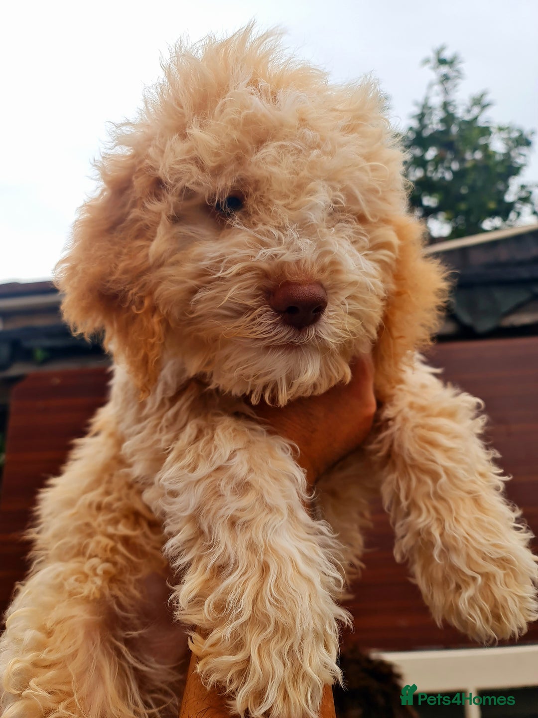 Lagotto Romagnolo dogs for sale: ❗️Ready to go❗️Lagotto - The best breed ever in London - Image 36