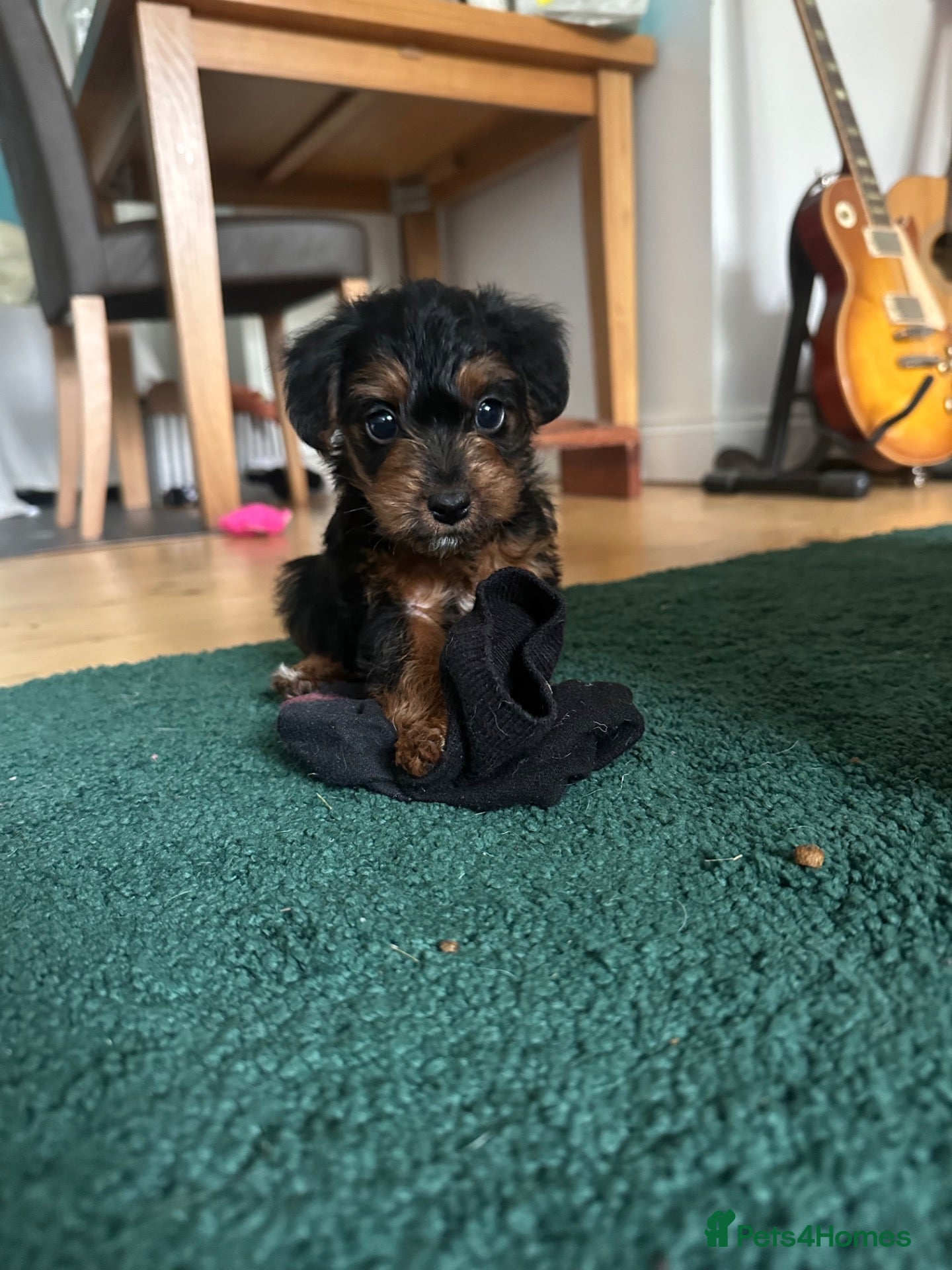 Mixed Breed dogs Beautiful F1 Jackapoos  - Advert 10