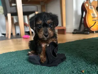 Mixed Breed dogs Beautiful F1 Jackapoos - Advert 10