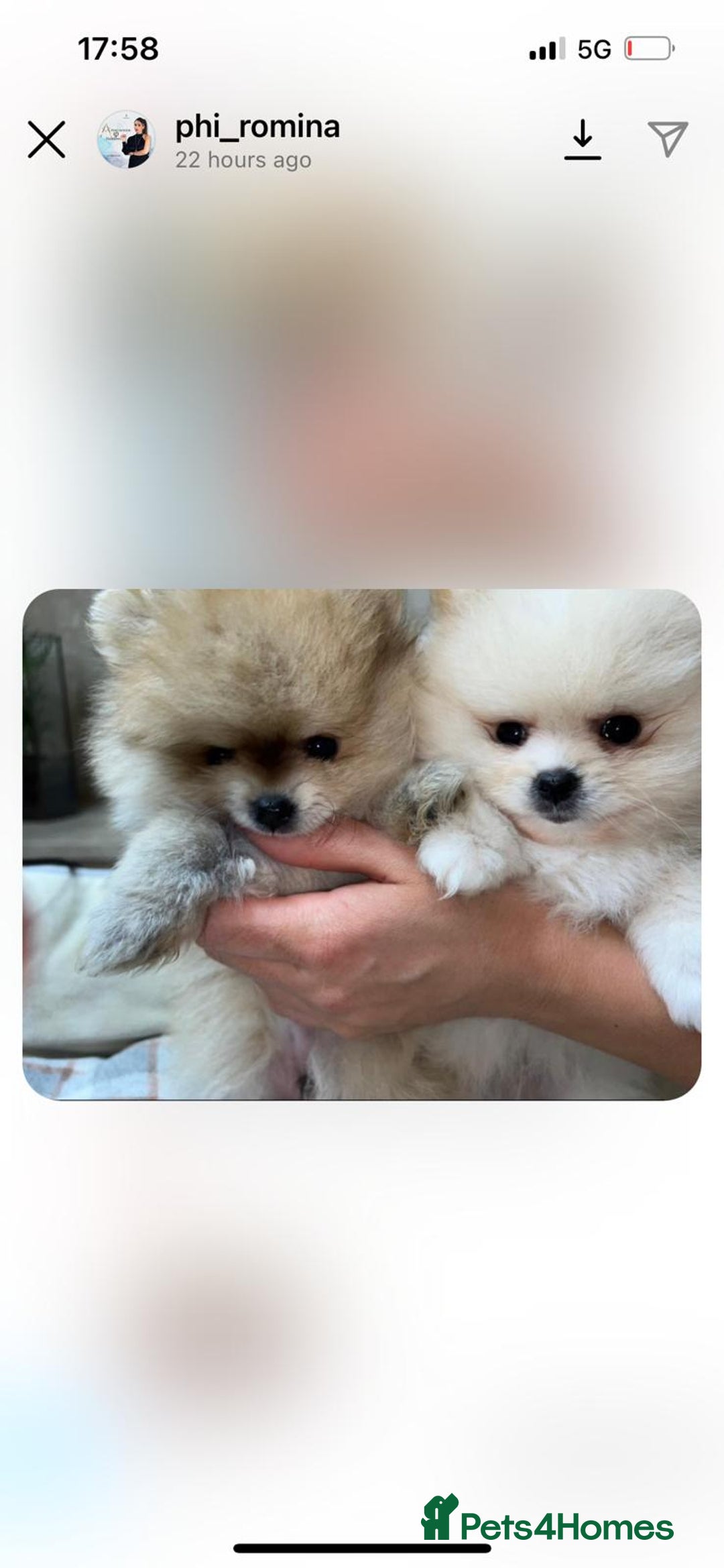 Pomeranian dogs for stud: STUNNING WHITE RUSSIAN POM  in Birmingham - Image 4