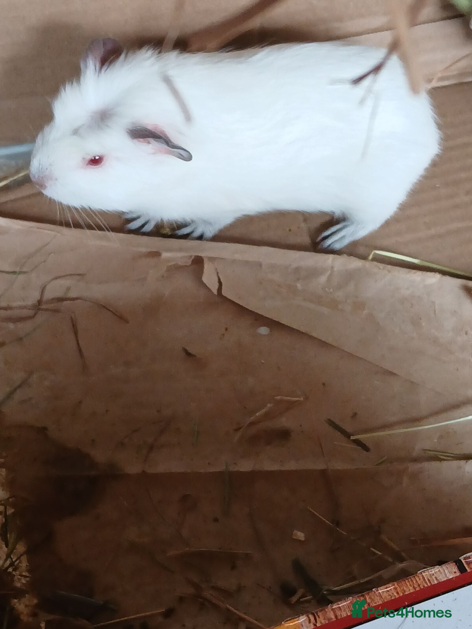 Guinea Pig rodents Baby Boar Guinea Pigs for Sale - Advert 1