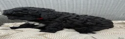 Cockapoo dogs for sale: Toy Cockapoo - Advert 7