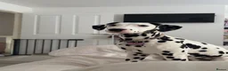 Dalmatian dogs for sale: Alaska - Advert 2