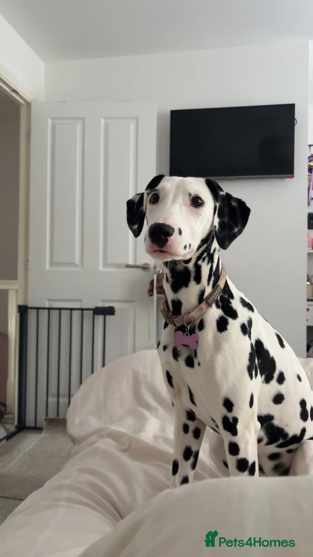 Dalmatian dogs for sale: Alaska - Advert 2