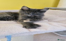 Maine Coon cats for sale: TICA Reg Maine Coon Kittens - Image 8