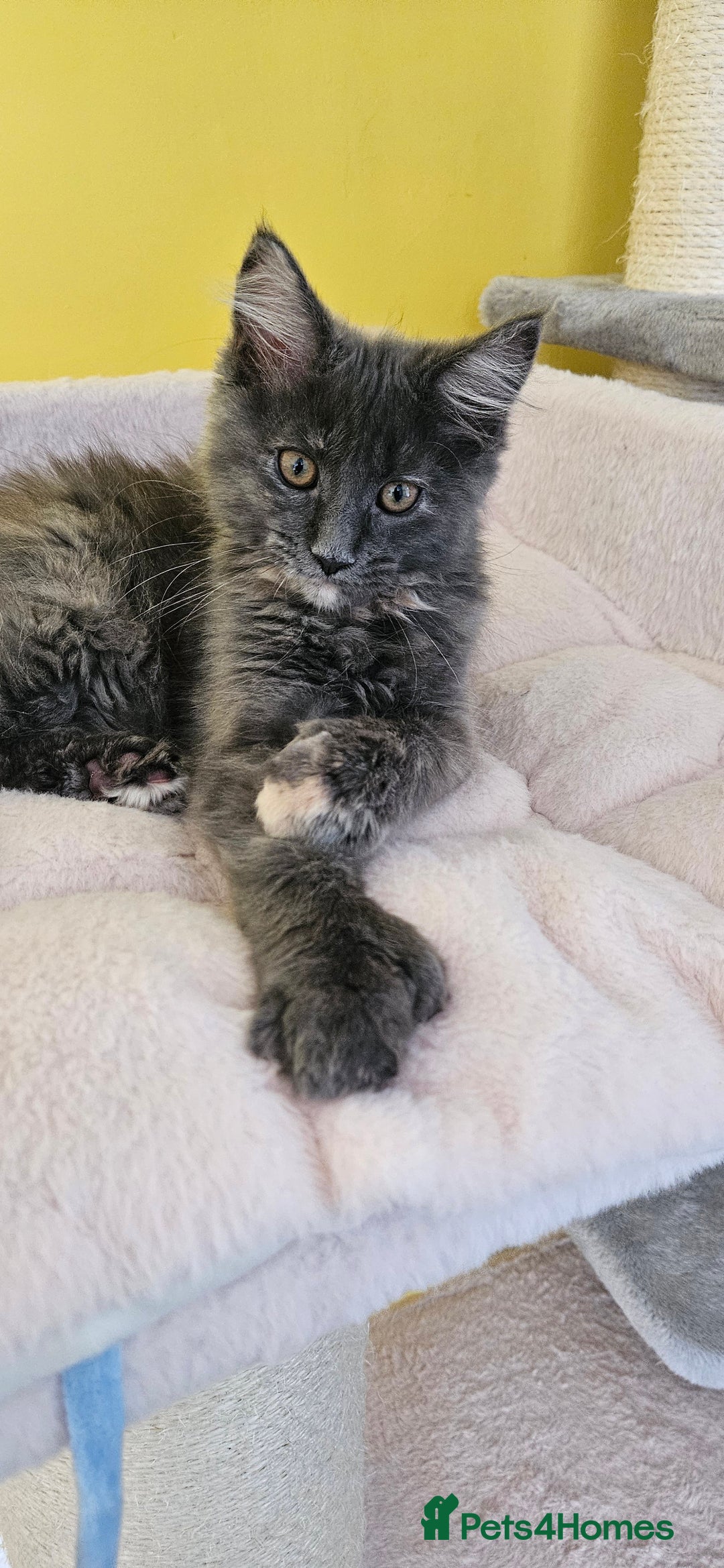 Maine Coon cats for sale: TICA Reg Maine Coon Kittens - Image 8