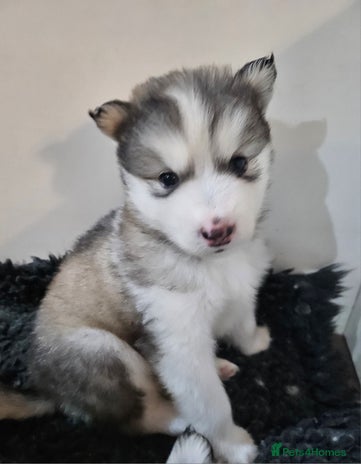 Alaskan Malamute dogs - Advert 8