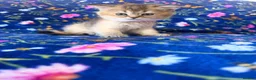 Scottish Fold cats for sale: Beautiful Scottish Fold kittens - Advert 11