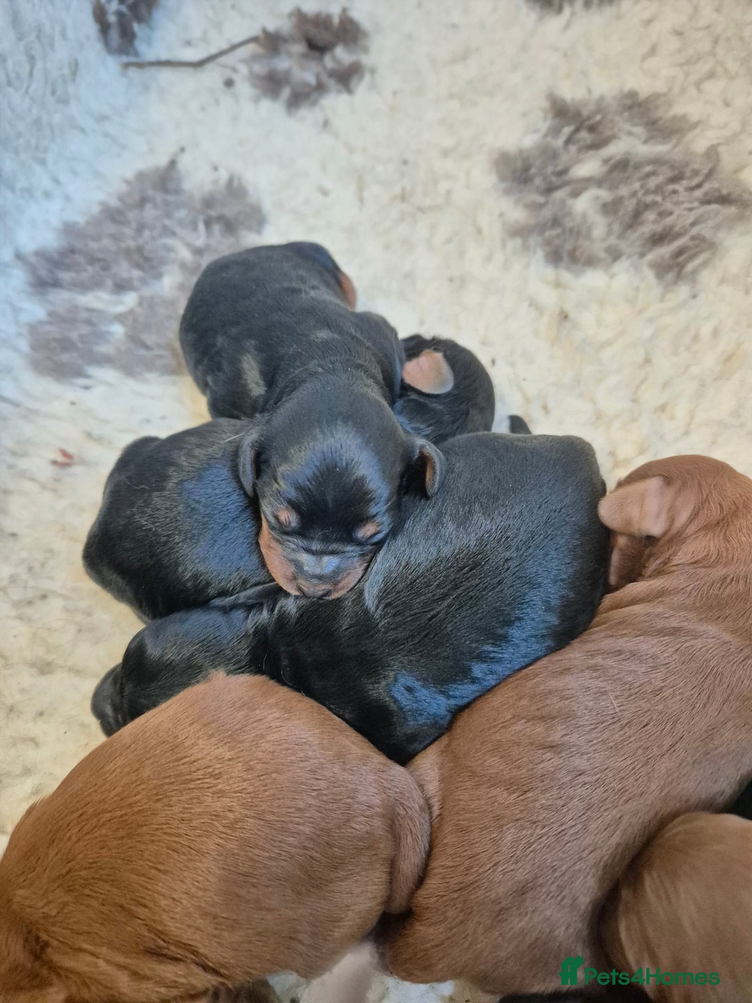 Cavapoo dogs for sale: Top quality cavapoo pups health test KCreg parents - Image 2