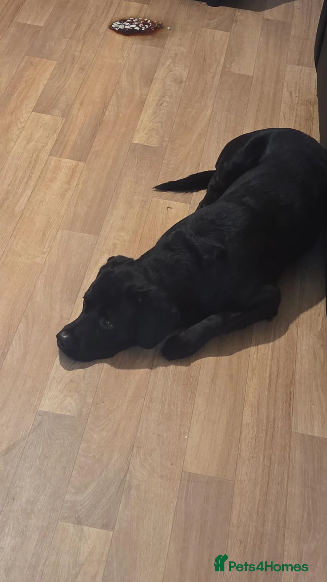 Mixed Breed dogs for sale: Male dog name bear Rottweiler/springer spaniel  in Grangemouth - Advert 2