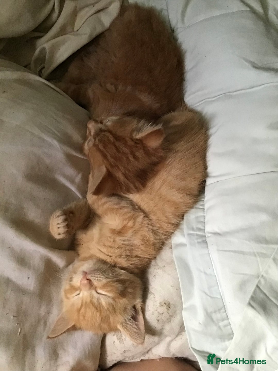 Mixed Breed cats for sale: Four beautiful kittens - Advert 6